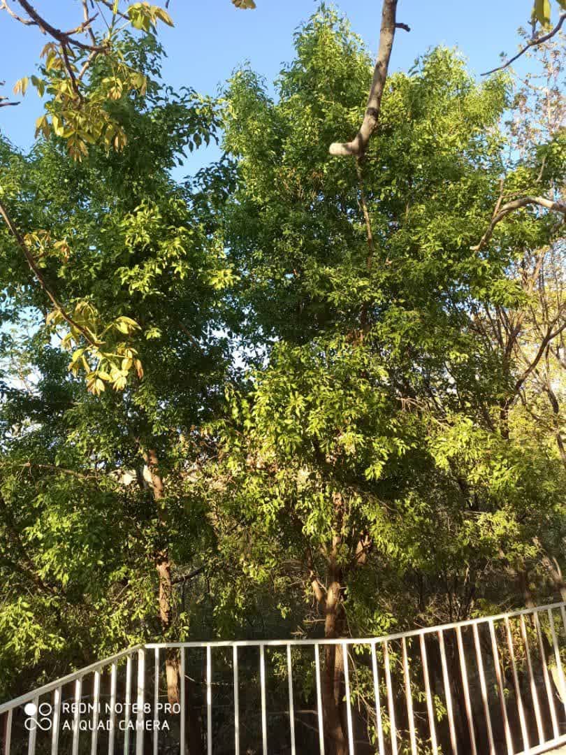 مجموعه جهانگردی افشار