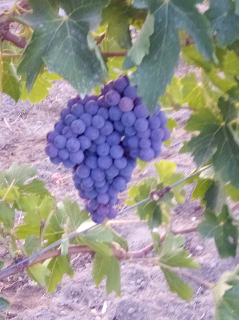 مزه های چهار فصل سر زمین من با بهترین کیفیت 