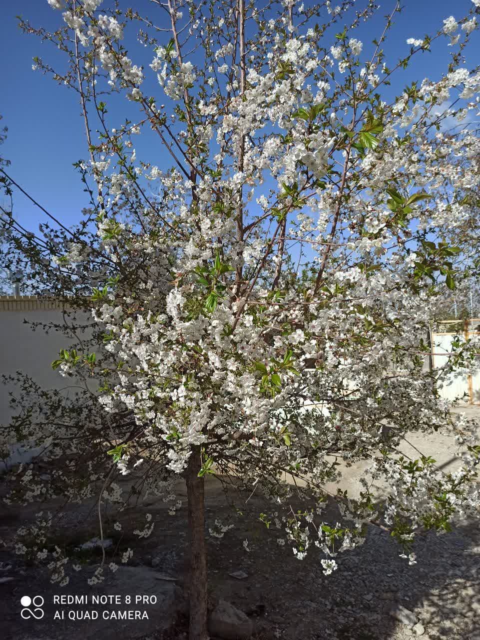 مجموعه جهانگردی افشار